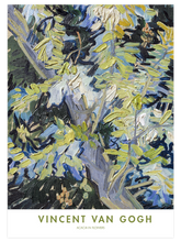 Van Gogh Acacia in Flowers - Art Print